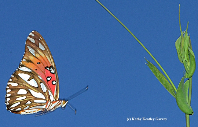 Gulf Fritillary checking out a place to lay her eggs. (Photo by Kathy Keatley Garvey)