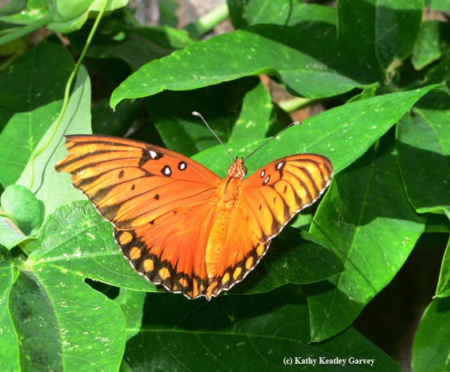 Gulf Fritillary warming her wings on a passionflower vine. (Photo by Kathy Keatley Garvey)
