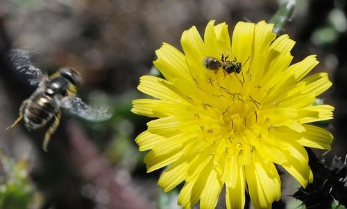 HOVER FLY, from the family Syrphidae swoops down on a dandelion claimed by a sweat bee. (Photo by Kathy Keatley Garvey)