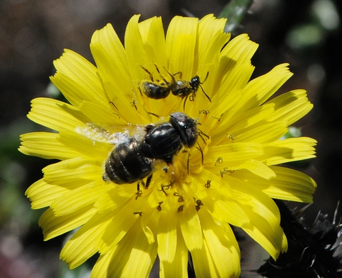 TWO'S COMPANY--A tiny sweat bee and a hover fly share the same dandelion. (Photo by Kathy Keatley Garvey)