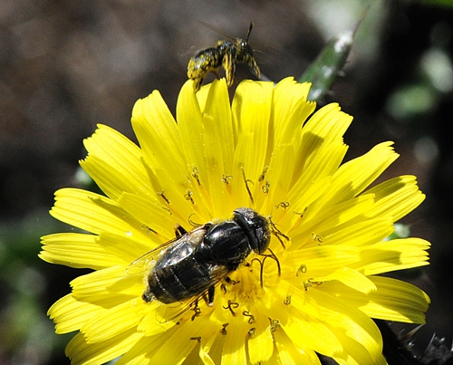 POLLEN-PACKING sweat bee (top) prepares to leave the dandelion to the much larger hover fly. (Photo by Kathy Keatley Garvey)