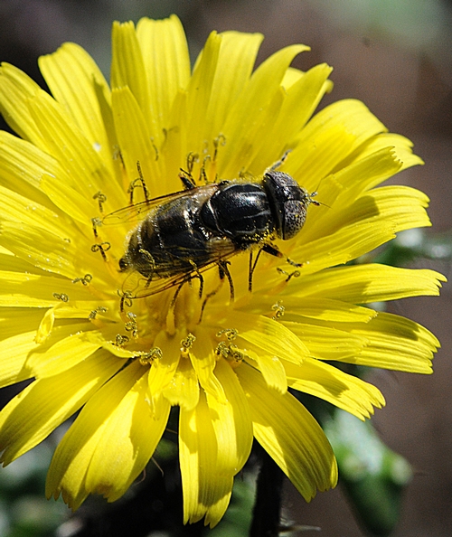 ALONE, the hover fly nectars the dandelion flower. (Photo by Kathy Keatley Garvey)