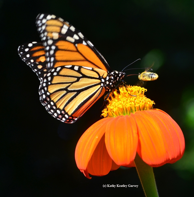 Head to head: a monarch and a Melissodes square off. (Photo by Kathy Keatley Garvey)