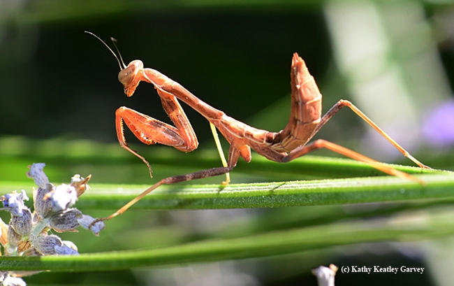 A praying mantis won’t eat a few days before it will shed its skin (molt). This is normal. After molting it will start to eat again. When a praying mantis will not eat even though it does not need to molt, it can help to offer it a Praying mantis soaking up some sun rays. (Photo by Kathy Keatley Garvey)