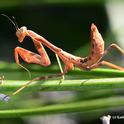 Praying mantis soaking up some sun rays. (Photo by Kathy Keatley Garvey)