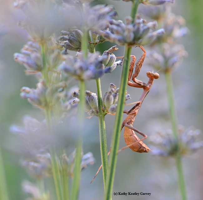 Praying mantis lying in wait. (Photo by Kathy Keatley Garvey)