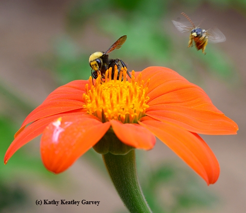 A longhorned bee, Melissodes agilis, dive-bombs a bumble bee, Bombus fervides. (Photo by Kathy Keatley Garvey)