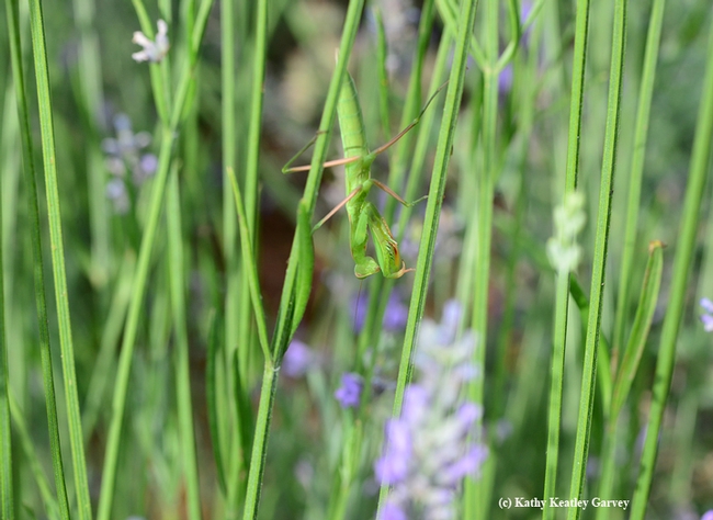 Camouflaged praying mantis. (Photo by Kathy Keatley Garvey)