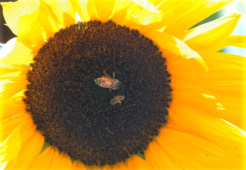 TWO ON A SUNFLOWER--A  honey bee (Apis mellifera) and a female sweat bee (Halictus ligatus) share a sunflower. (Photo by Kathy Keatley Garvey)