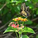 Anise swallowtail foraging on lantana. (Photo by Kathy Keatley Garvey)