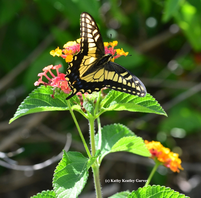 Anise swallowtail spreads its wings. (Photo by Kathy Keatley Garvey)