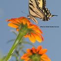 Western tiger swallowtail nectaring Mexican sunflowers. (Photo by Kathy Keatley Garvey)