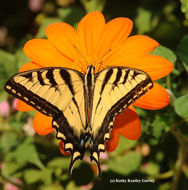 Western tiger swallowtail atop a Mexican sunflower. (Photo by Kathy Keatley Garvey)