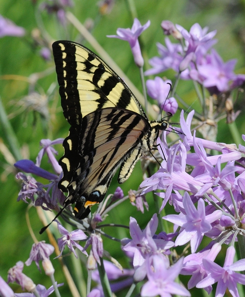 SIDE VIEW of a Western Tiger Swallowtail shows him nectaring ookow or wild hyacinth (Dichelostemma congestum). (Photo by Kathy Keatley Garvey)