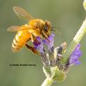 A golden honey bee (Cordovan of the Italian subspecies) nectaring lavender. (Photo by Kathy Keatley Garvey)
