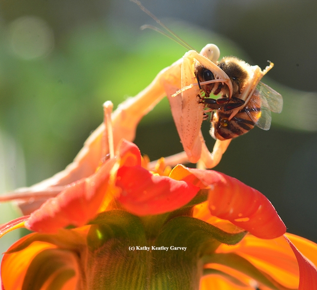 Praying mantis getting a better grip. (Photo by Kathy Keatley Garvey)