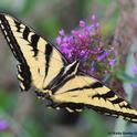 Western tiger swallowtail, Papilio rutulus, glides on Jupiter's beard, Centranthus ruber. This one is missing part of its wing structure, no thanks to a predator. (Photo by Kathy Keatley Garvey)