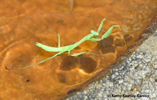 The praying mantis emerges from his morning swim. (Photo by Kathy Keatley Garvey)