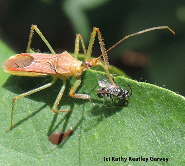 Assassin bug paralyzes his prey. (Photo by Kathy Keatley Garvey)
