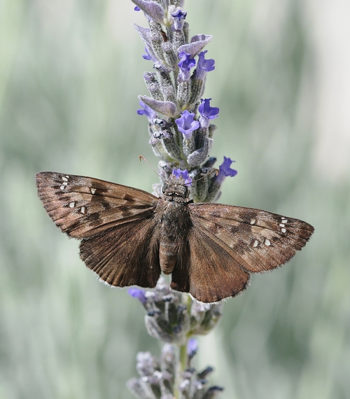 MOURNFUL DUSKY-WING butterfly nectaring lavender. (Photo by Kathy Keatley Garvey)