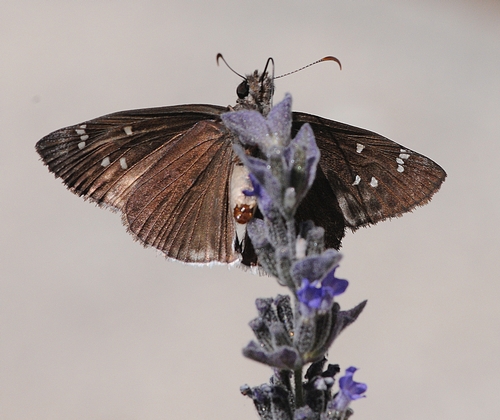 CAUGHT ON THE FLY, a female Erynnis tristis visits lavender. (Photo by Kathy Keatley Garvey)