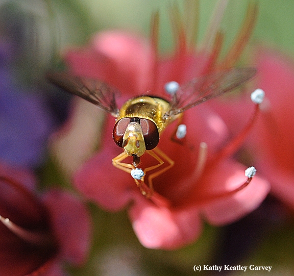 A syrphid fly, aka flower fly or hover fly, nectaring on a tower of jewels. (Photo by Kathy Keatley Garvey)
