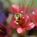 A syrphid fly, aka flower fly or hover fly, nectaring on a tower of jewels. (Photo by Kathy Keatley Garvey)