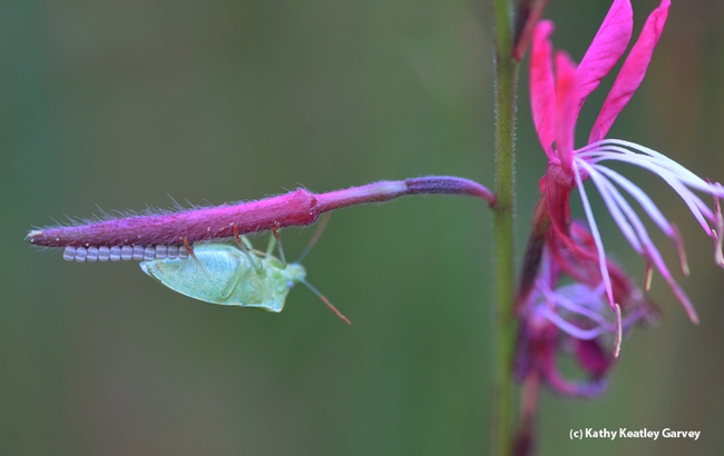 Stink bug laying eggs on a guara stem. (Photo by Kathy Keatley Garvey)
