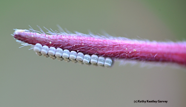 Close-up of stink bug eggs on a guara stem. (Photo by Kathy Keatley Garvey)