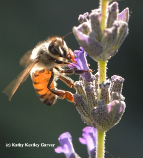 A honey bee collecting nectar from lavender. (Photo by Kathy Keatley Garvey)