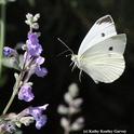 Cabbage white butterfly in mid-flight. (Photo by Kathy Keatley Garvey)