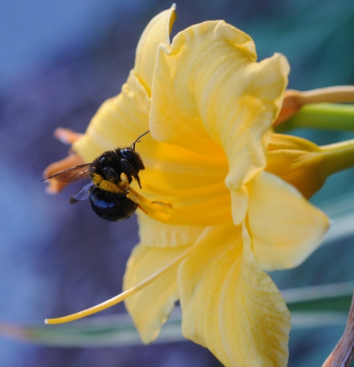 FEMALE carpenter bee (Xylocopata tabaniformis orpifex) visits a day lily. (Pkoto by Kathy Keatley Garvey)