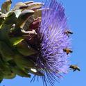 Honey bees flying in formation toward an artichoke in bloom. (Photo by Kathy Keatley Garvey)