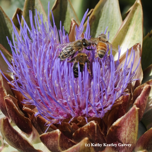 A hot spot! Honey bees engage in a little pushing and shoving. (Photo by Kathy Keatley Garvey)