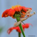 Praying mantis hides beneath the petals of a Mexican sunflower. (Photo by Kathy Keatley Garvey)
