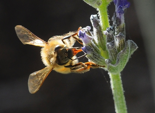 EARLY MORNING SUN warms a honey bee as she nectars on lavender. (Photo by Kathy Keatley Garvey)