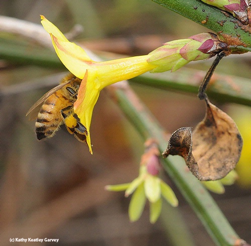 HEAD FIRST--Oblivious to everything but the blossom of this winter jasmine, a pollen-packing honey bee dives in. (Photo by Kathy Keatley Garvey)