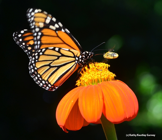 Monarch butterfly nectaring on Mexican sunflower, Tithonia, as a territorial male longhorned bee, Melissodes agilis, takes aim. (Photo by Kathy Keatley Garvey)