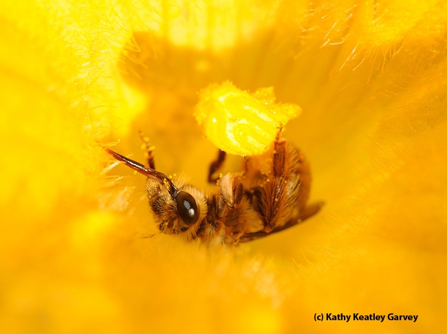Male squash bee nestled inside a squash blossom. (Photo by Kathy Keatley Garvey)