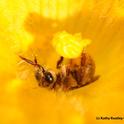 Male squash bee nestled inside a squash blossom. (Photo by Kathy Keatley Garvey)
