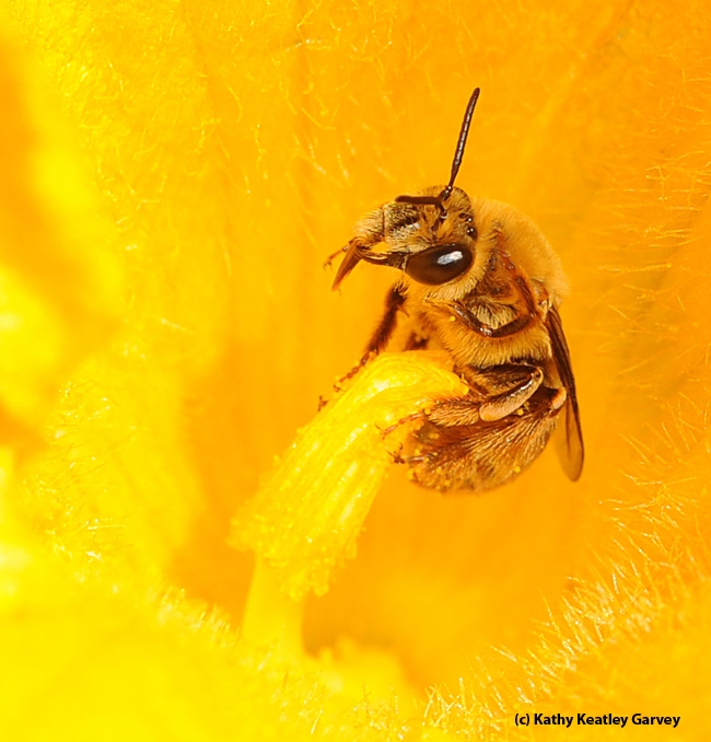 Male squash bee wide awake. (Photo by Kathy Keatley Garvey)