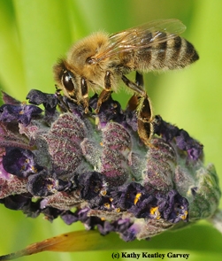 Honey bee nectaring lavender. (Photo by Kathy Keatley Garvey)
