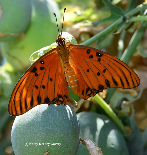 Gulf Fritillary caterpillars will grow up to look like this. (Photo by Kathy Keatley Garvey)