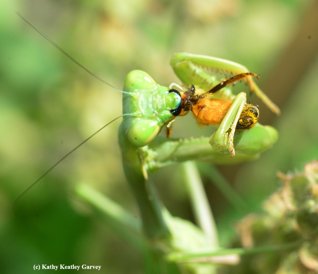 A praying mantis snares a honey bee. (Photo by Kathy Keatley Garvey)