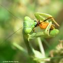 A praying mantis snares a honey bee. (Photo by Kathy Keatley Garvey)