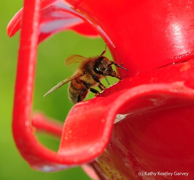 A honey bee sipping syrup from a hummingbird feeder. (Photo by Kathy Keatley Garvey)