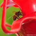 A honey bee sipping syrup from a hummingbird feeder. (Photo by Kathy Keatley Garvey)