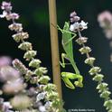 Praying mantis stretches in the African blue basil. (Photo by Kathy Keatley Garvey)
