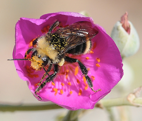 COVERED WITH POLLEN, the yellow-faced bumble bee rolls in the pollen of the rock purslane. (Photo by Kathy Keatley Garvey)