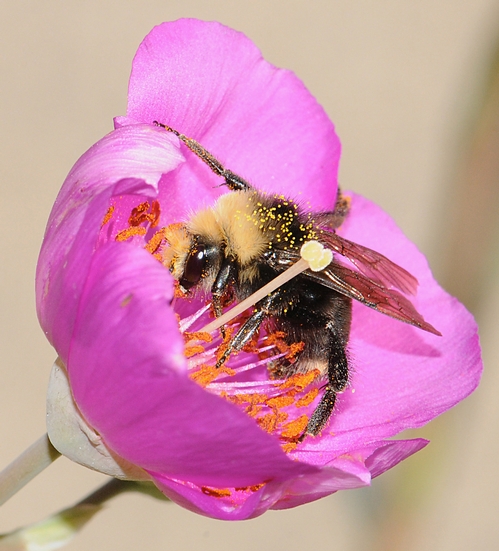 SIDE VIEW of the yellow-faced bumble bee inside the rock purslane blossom. (Photo by Kathy Keatley Garvey)
